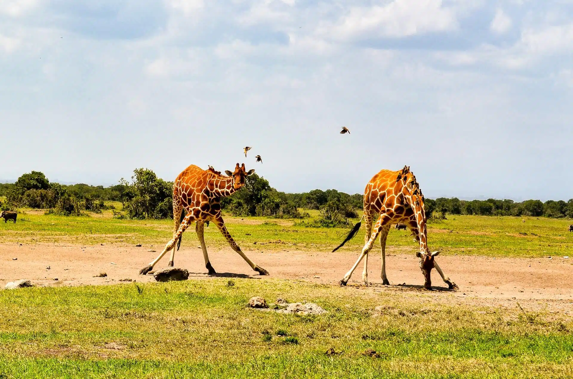 Two giraffes sparring on the open plains