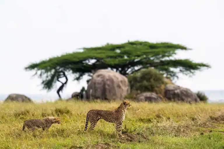 Soit Le Motonyi: Heimat der Großkatzen in der Serengeti