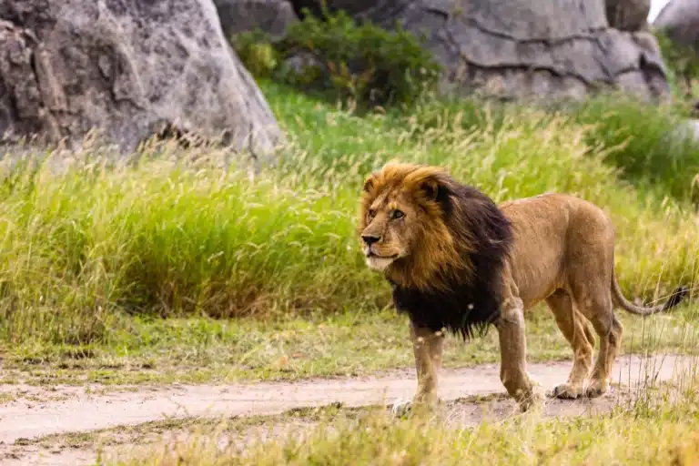 Das Vermächtnis von Bob Jr. (Snyggve): Das Brüllen eines Löwen verklingt in der östlichen Serengeti