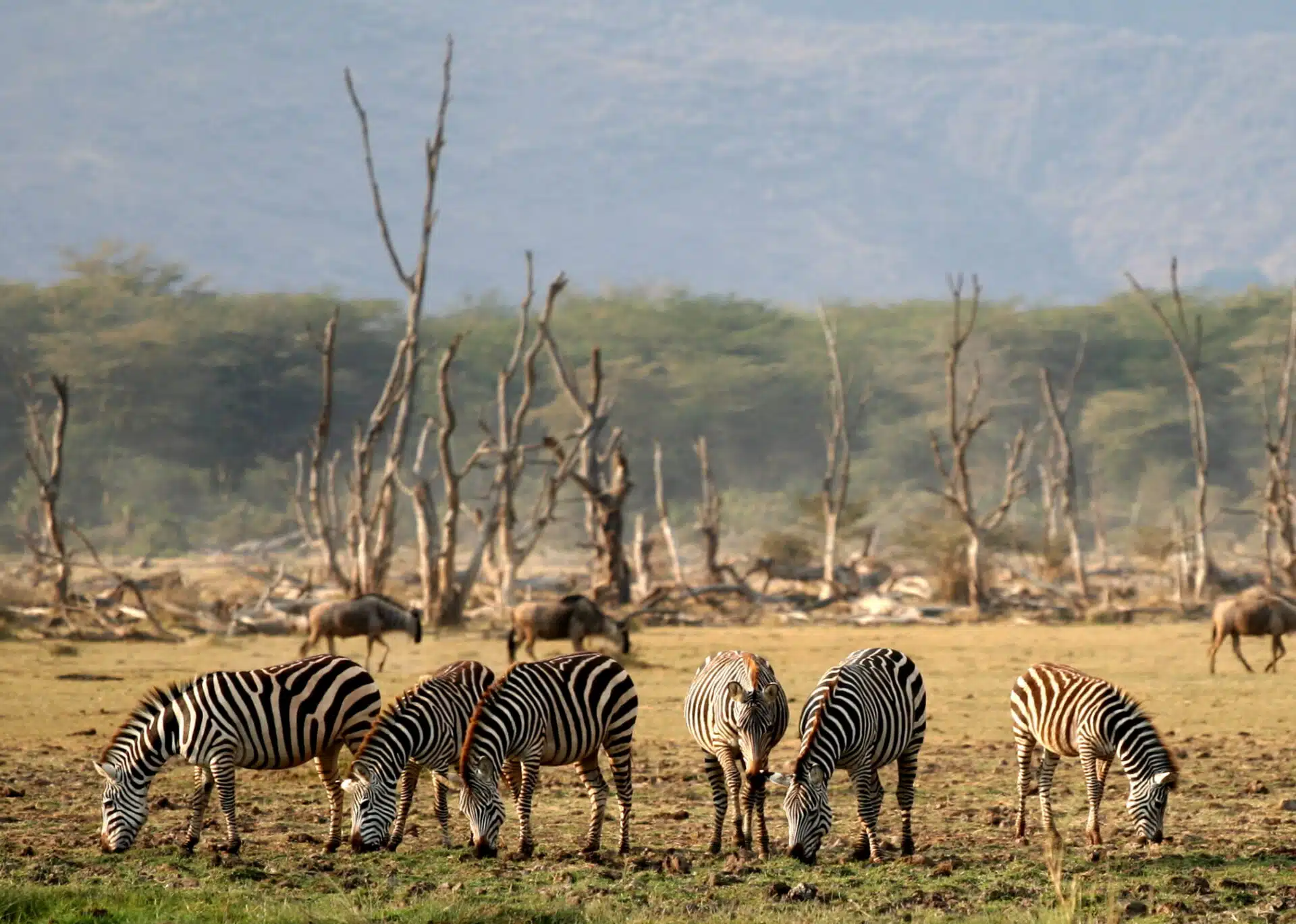 Zebras and wildebeest grazing the dry floodplain at Lake Manyara below the escarpment
