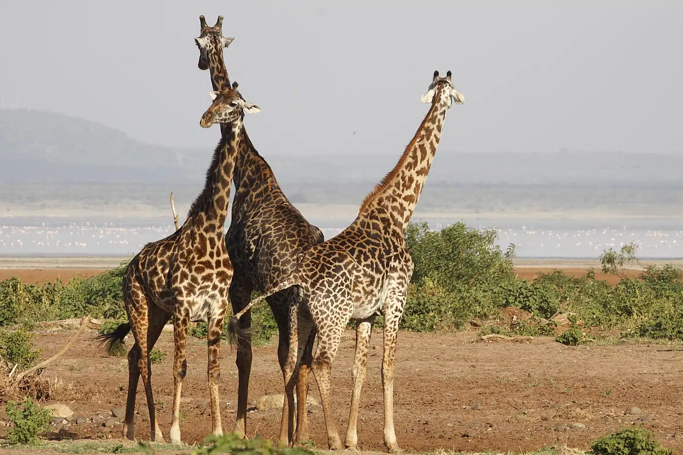 three jiraffe seen at lake manyara during lake manyara safari adventure
