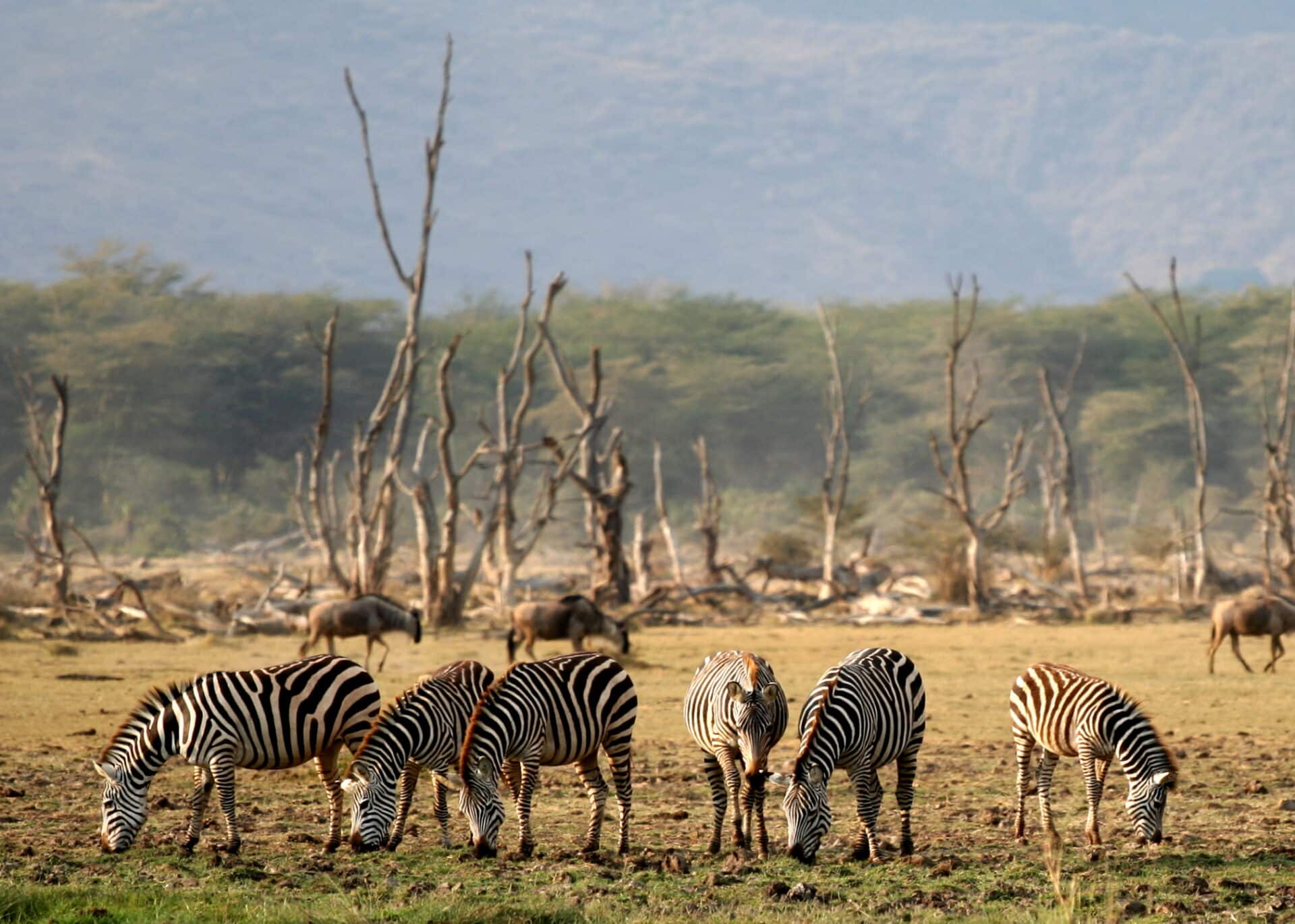 Lake_Manyara_Wildlife