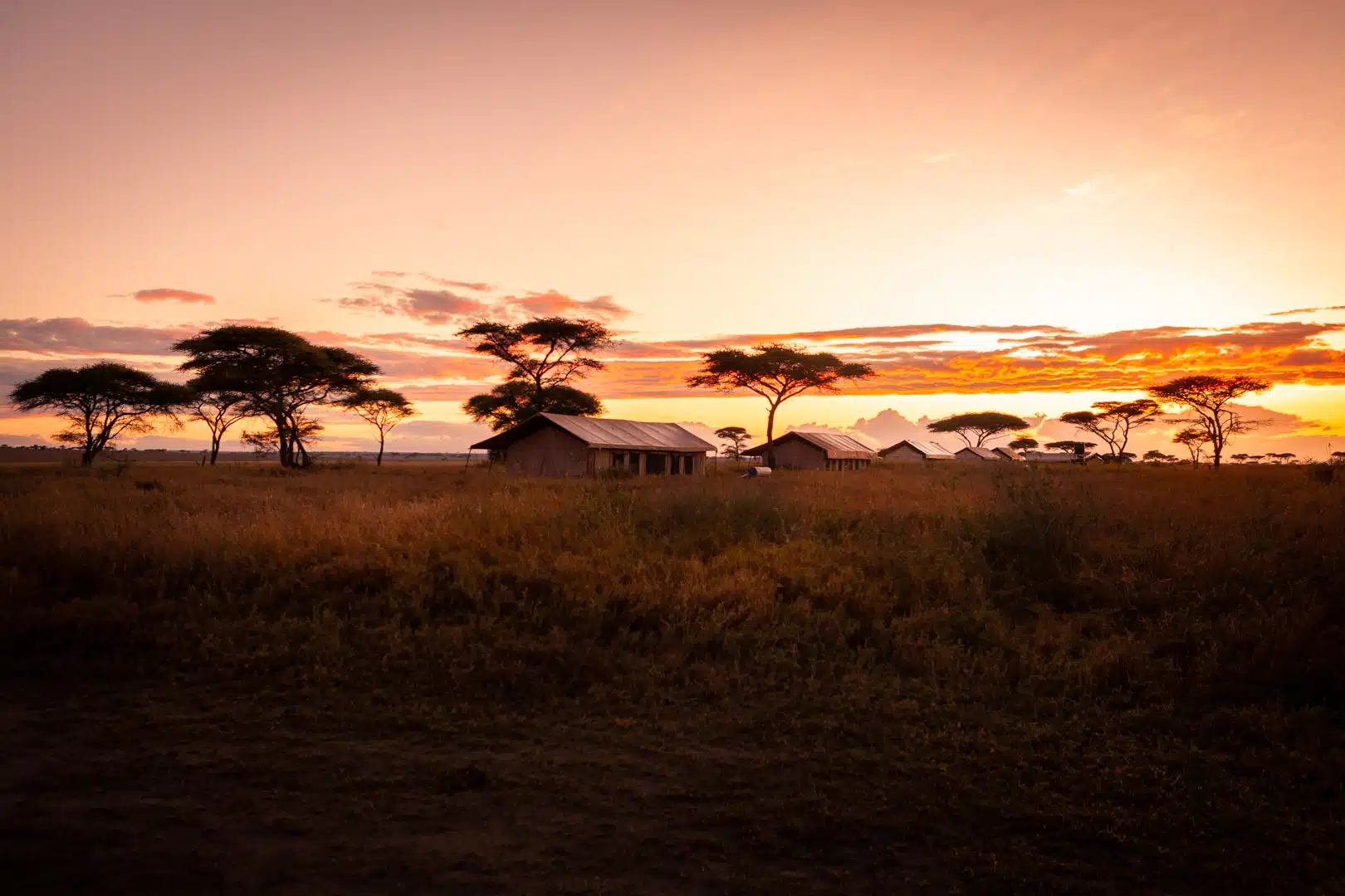 Sunrise over acacia trees and the camp