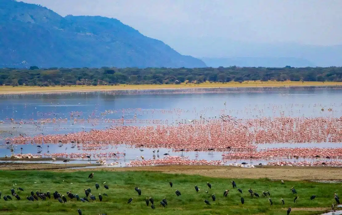 Thousands of flamingos massed on the shallows of Lake Manyara below the hills