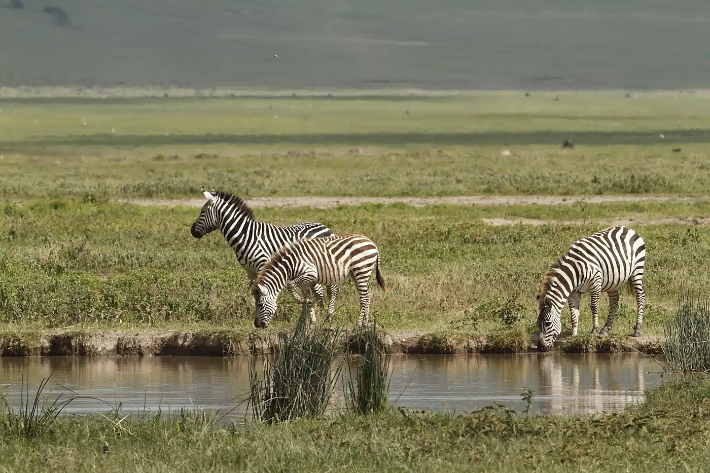 Zebras drinking at the water's edge