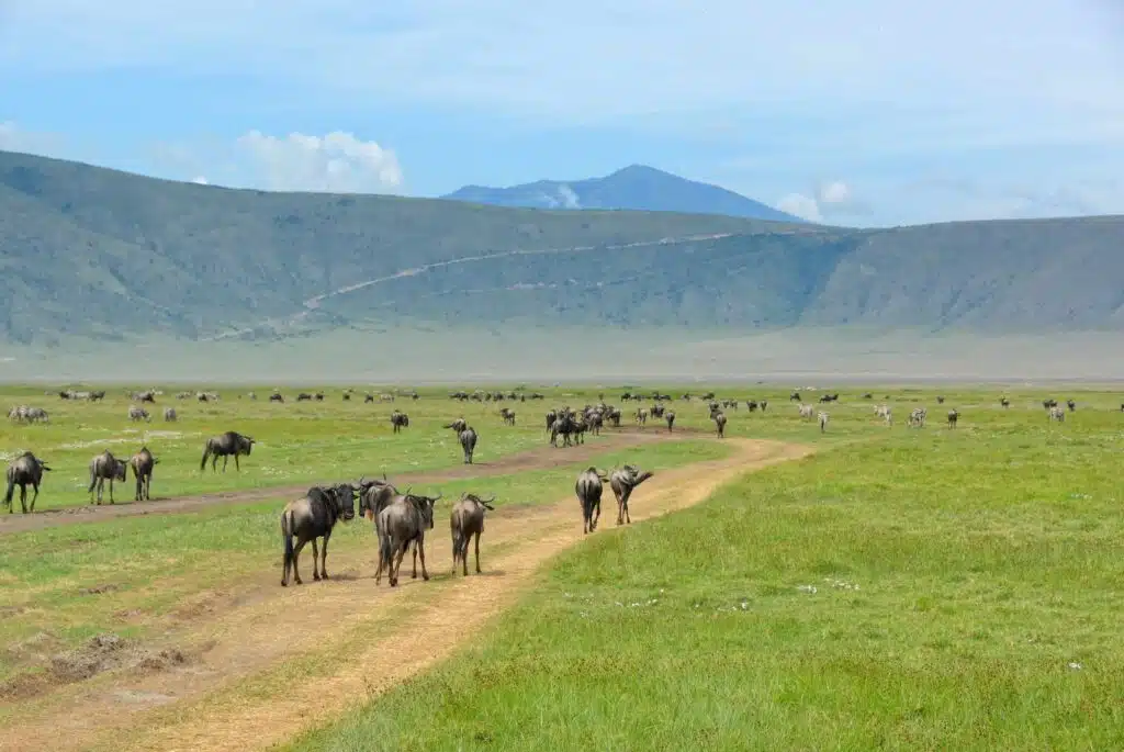 A large herd of wildebeests and zebras walking along a dirt track on the lush green floor of the caldera, with the towering volcanic crater walls in the background during a Ngorongoro Crater Safari.