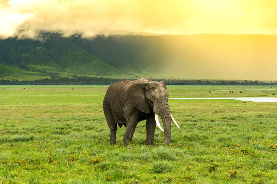 Ngorongoro