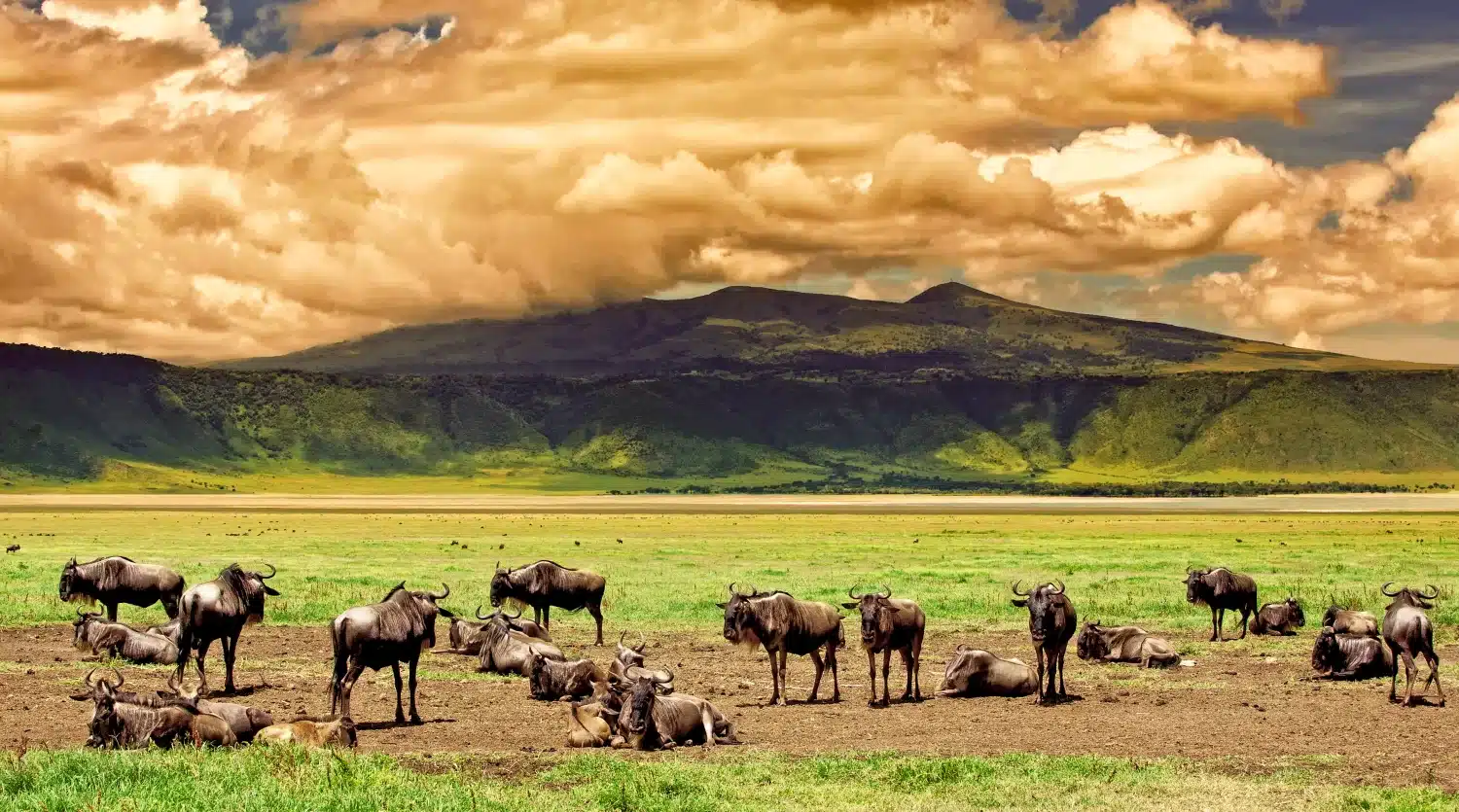 Ngorongoro