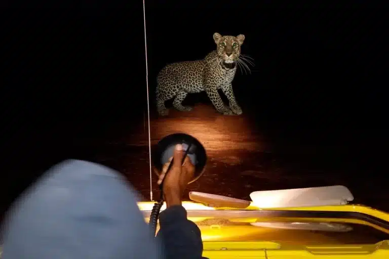 Night game safari 3
