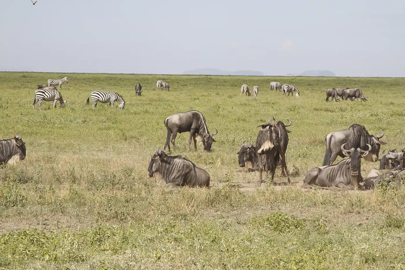 Zebras and wildebeest grazing together on the plains