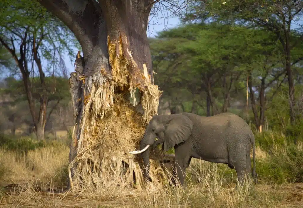 Elephant beside a large baobab tree in Tarangire National Park
