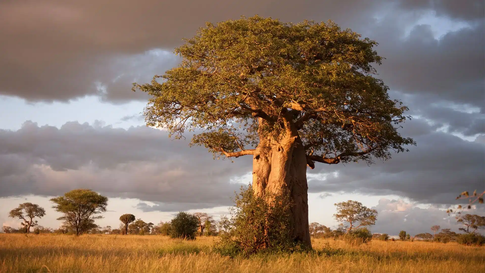 Baobab tree at golden hour under a stormy sky