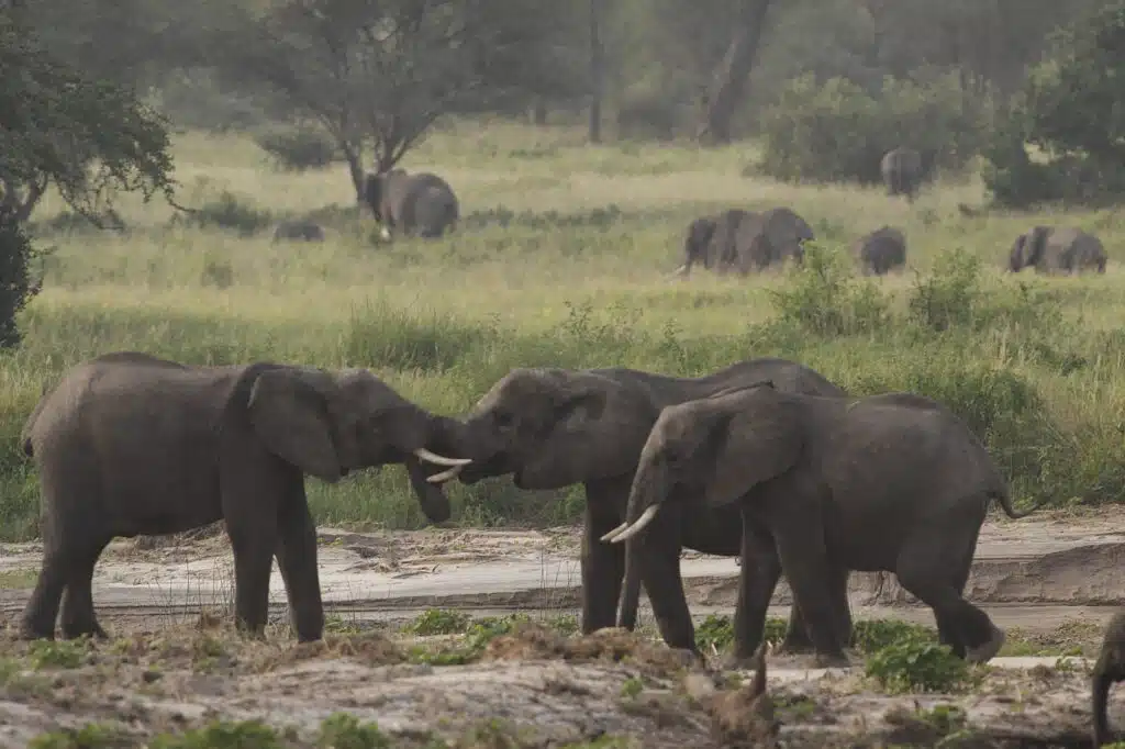 Two elephants greeting with trunks touching