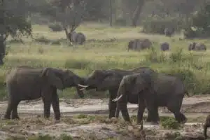 Two elephants greeting with trunks touching