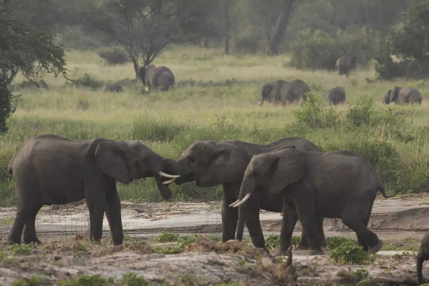 Two elephants greeting with trunks touching