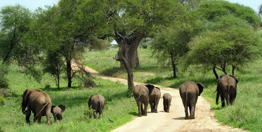 Elephants walking through green woodland in Tarangire National Park