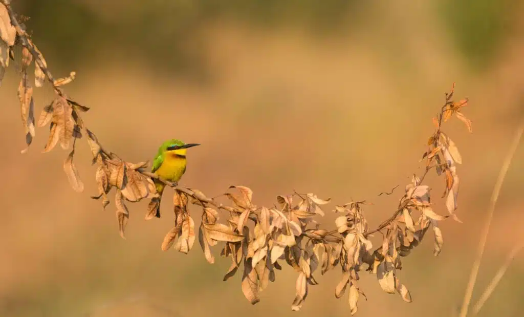 Bee eater perched on a dry vine