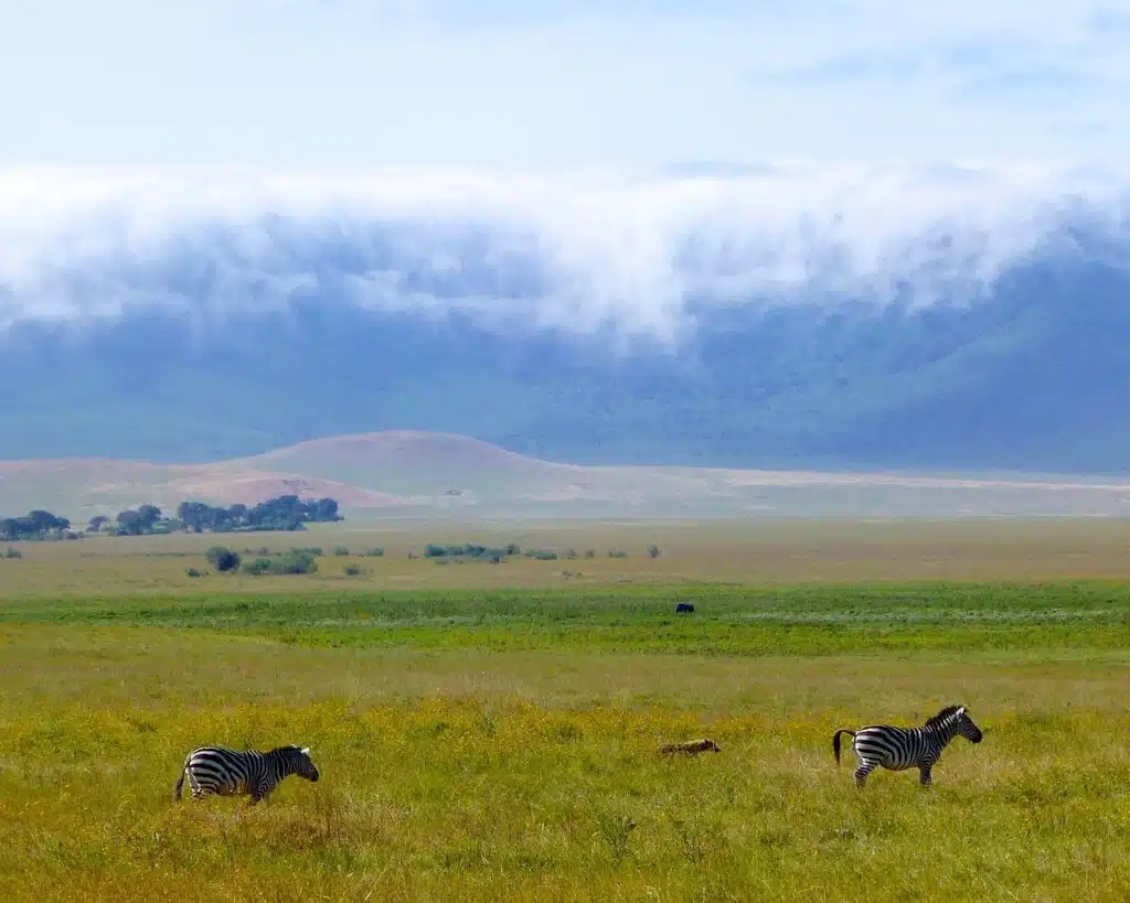 Wide view of grassland across the Ngorongoro Crater floor