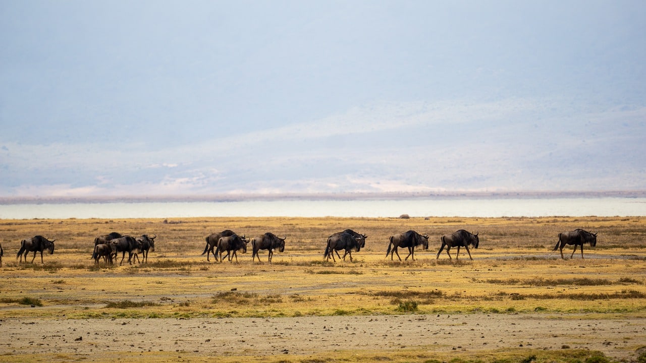 ngorongoro tanzania