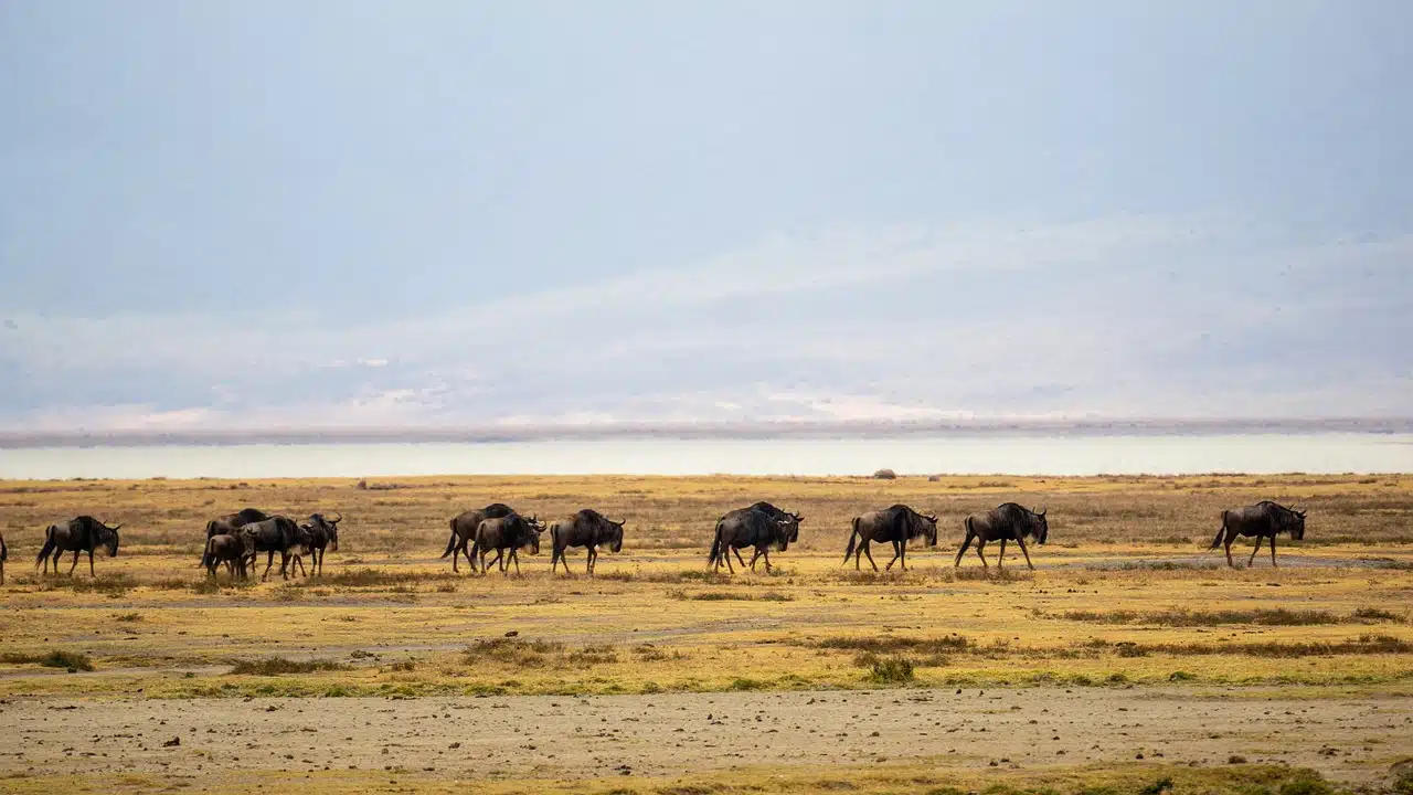 ngorongoro tanzania