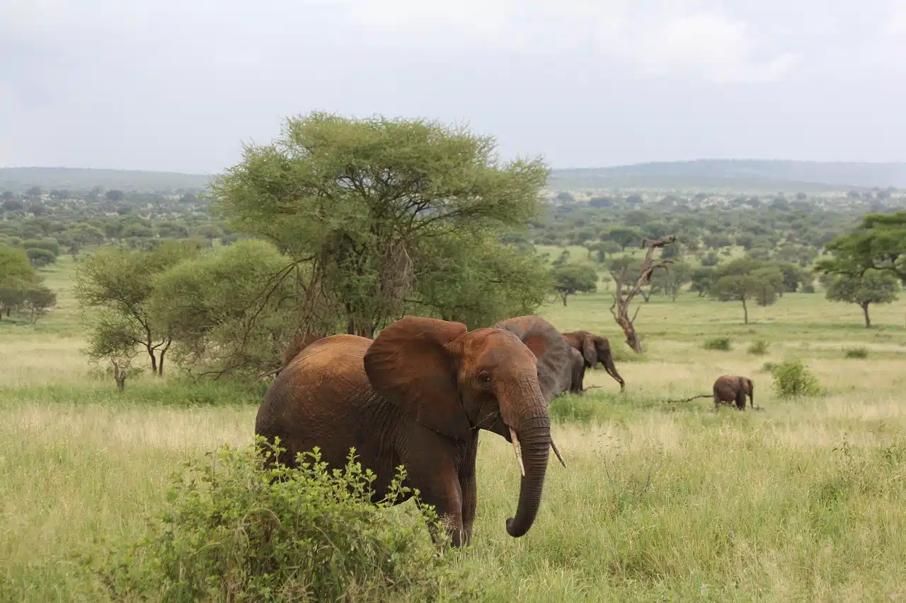 Elephant walking through green bush