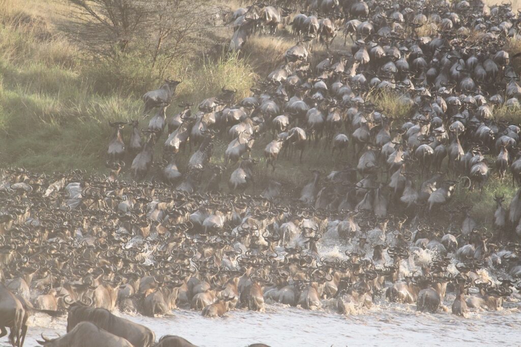 Mara River Great migration