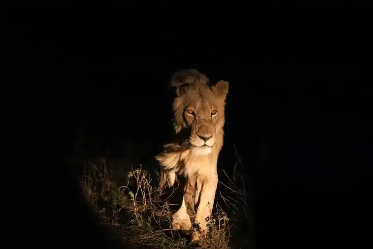 night safari