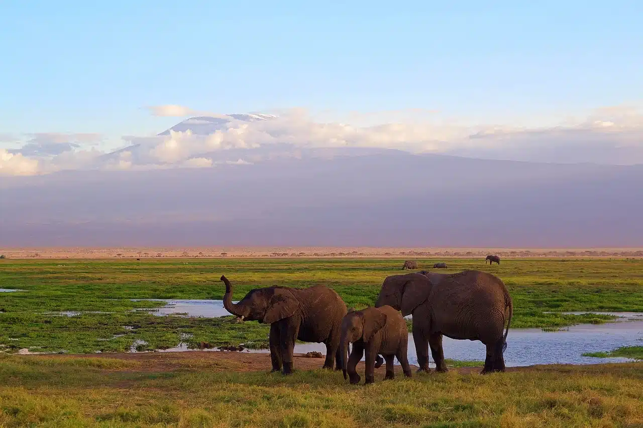 Elephants on a Fam Trip to Tanzania