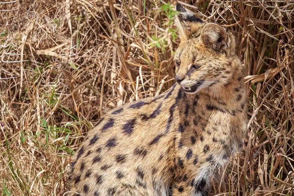 Leopard resting in dry grass