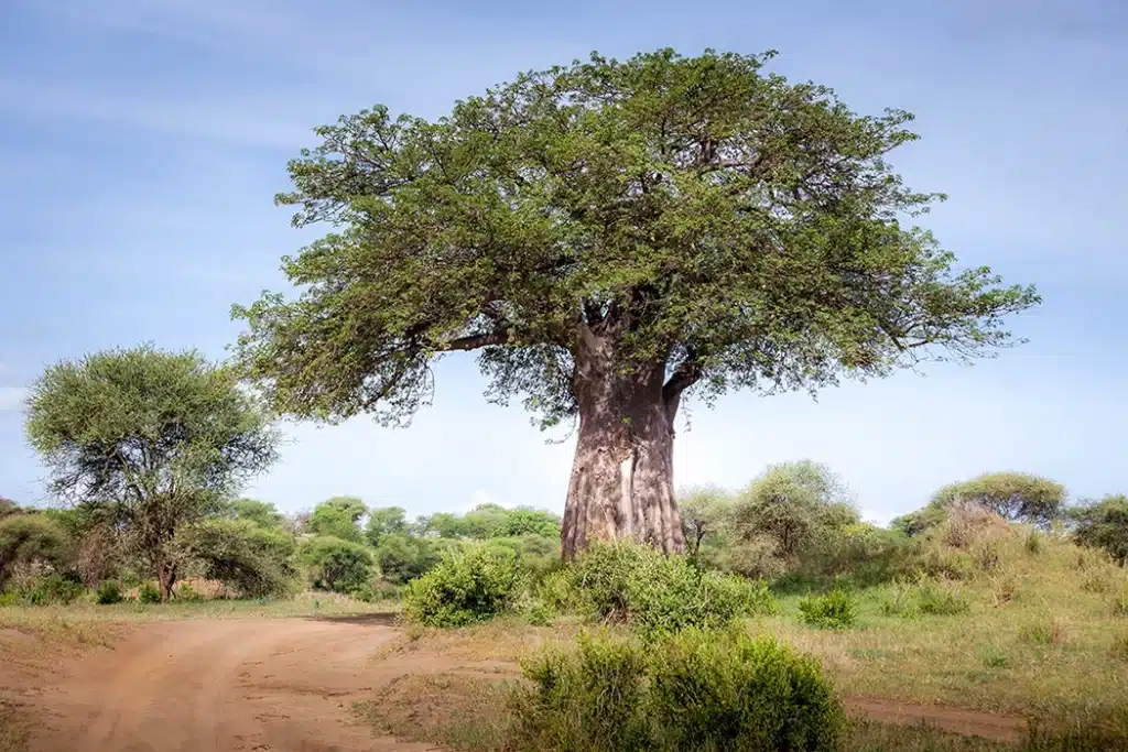 Large baobab tree surrounded by green bush in Tarangire National Park