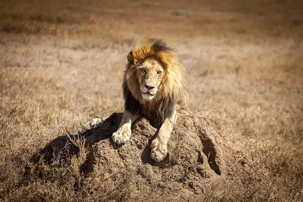 Male lion resting on a rock in Serengeti National Park