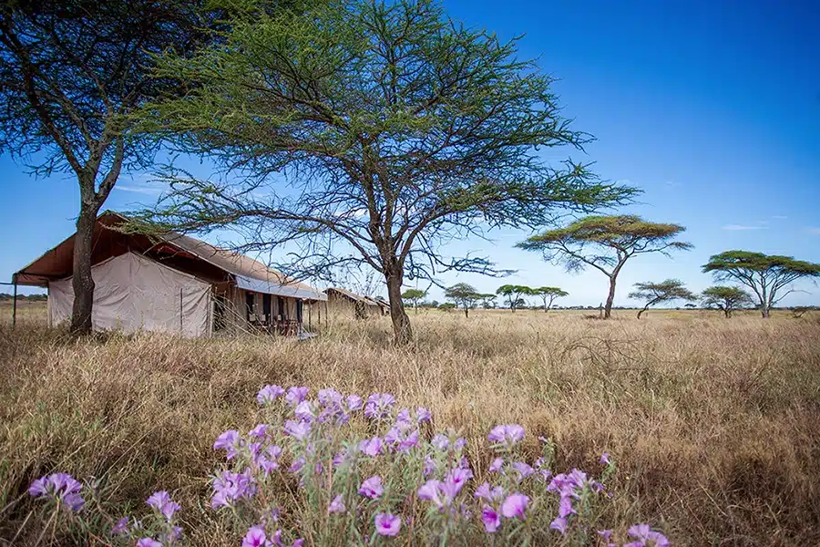 Camp tents among acacias with wildflowers in the grass