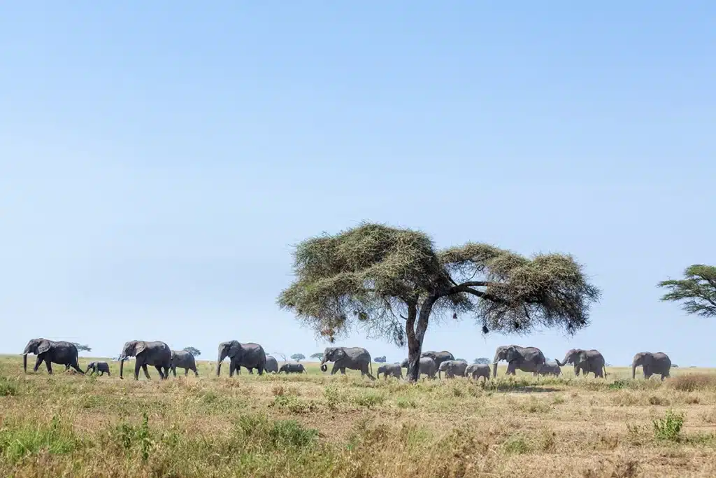 Elephants gathered beneath an acacia tree