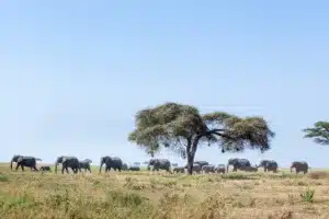 Elephants gathered beneath an acacia tree