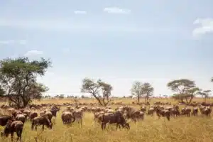 Wildebeest herd spread across the plains
