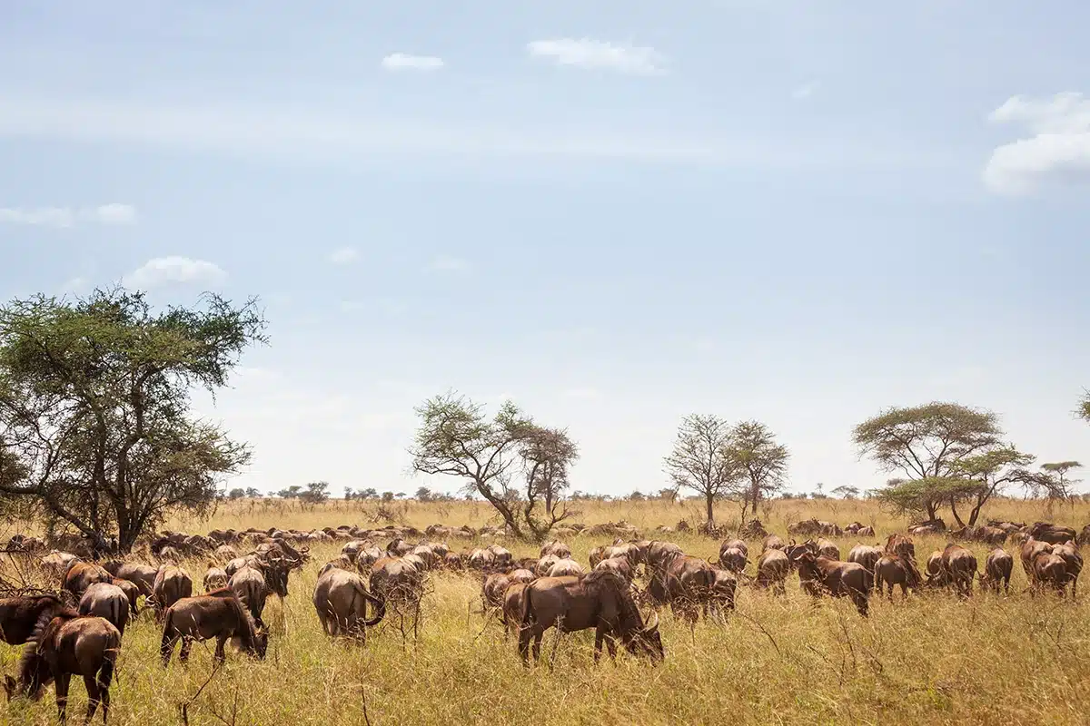 Wildebeest herd spread across the plains