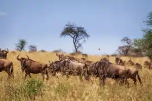 Wildebeest herd in golden grass beneath acacias
