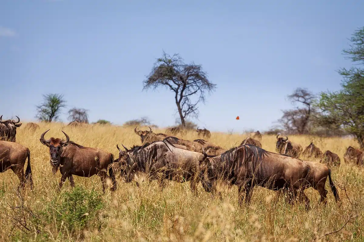 Wildebeest herd in golden grass beneath acacias