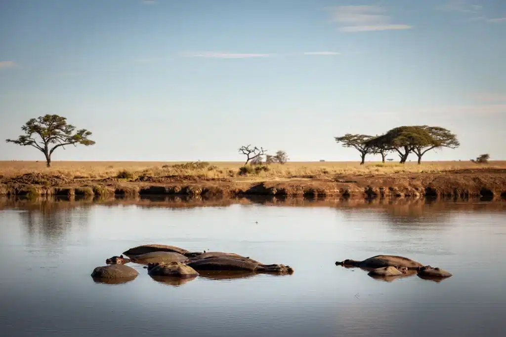 Hippos resting in a waterhole beside acacia trees
