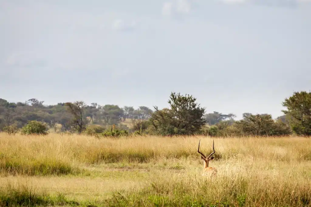 Open grassland with scattered trees