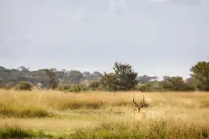 Open grassland with scattered trees