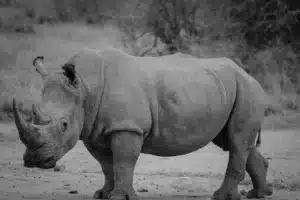 Black Rhino Tracking in Moru Kopjes Plains in Serengeti Tanzania