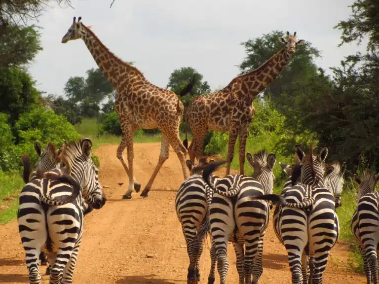 Tansania vs. Kenia: Das Safari-Duell
