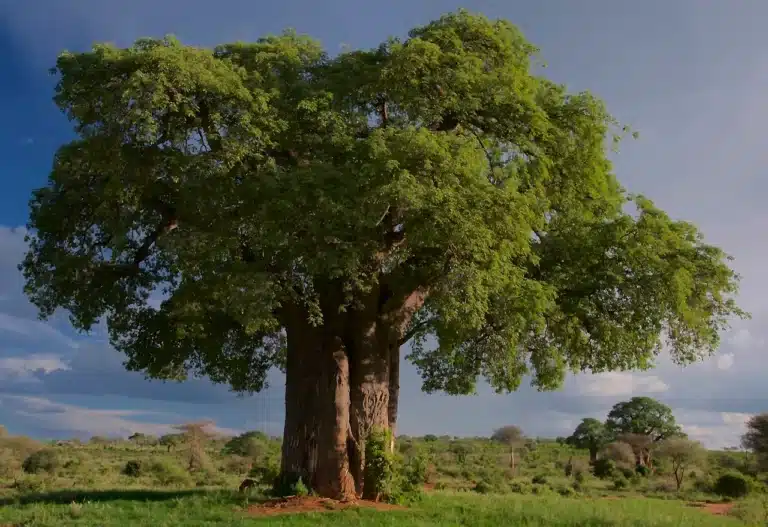 Tarangire vs. Lake Manyara
