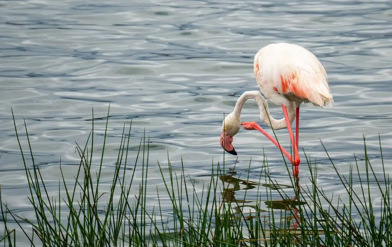 birding-lake-manyara