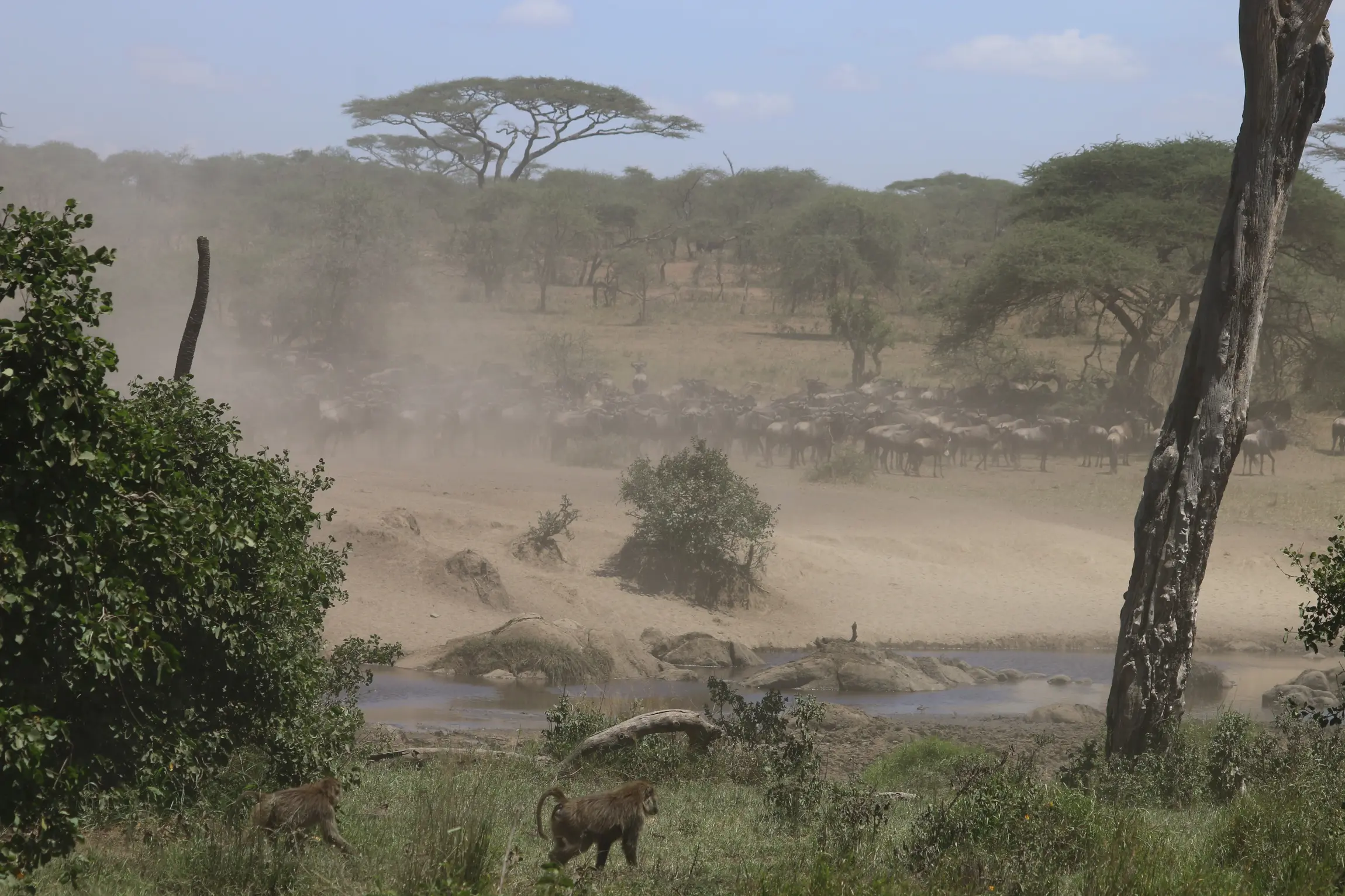 Wildbeests and baboons at Grumeti River