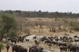wildebeest around ikoma area
