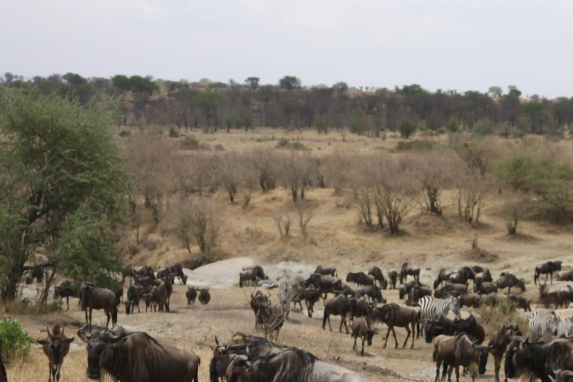Wildebeest around Ikoma Area