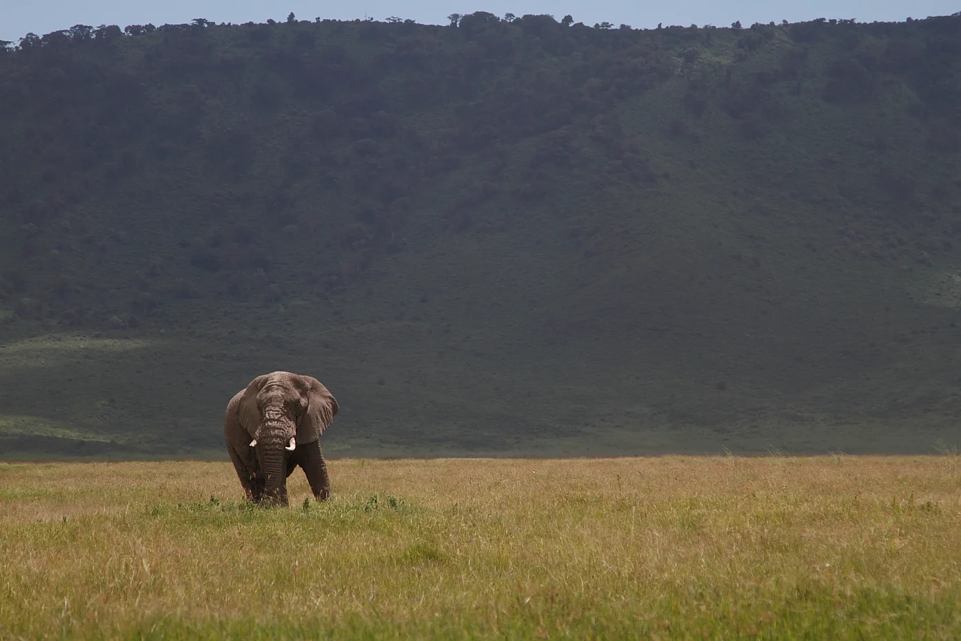 elephant bull inside Ngorongoro Crater