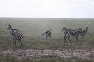 Zebras during a 8 day safari in Ndutu